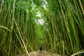 Path through dense bamboo forest, leading to famous Waimoku Falls. Popular Pipiwai trail in Haleakala National Park on Maui, Hawai Royalty Free Stock Photo
