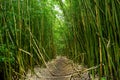 Path through dense bamboo forest, leading to famous Waimoku Falls. Popular Pipiwai trail in Haleakala National Park on Maui, Hawai Royalty Free Stock Photo