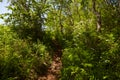 A path in a dense forest on a sunny summer day Royalty Free Stock Photo