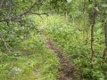 Path in dense northern forest landscape in Swedish Lapland with flowers, moss, fern and birch trees at Padjelantaleden Royalty Free Stock Photo