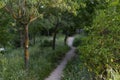 Path. Dirt and sand road surrounded by green vegetation. Gray mold Botrytis cinerea on tree trunks. Royalty Free Stock Photo