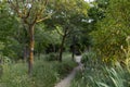 Path. Dirt and sand road surrounded by green vegetation. Gray mold Botrytis cinerea on tree trunks. Royalty Free Stock Photo