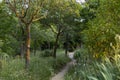 Path. Dirt and sand road surrounded by green vegetation. Gray mold Botrytis cinerea on tree trunks. Royalty Free Stock Photo