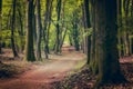 Path with Dirth in middle of wooden forrest, surrounded by green bushes leaves Royalty Free Stock Photo