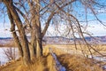 Path and Ditch Beneath a Tall Bare Tree