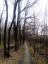 Path, ditch and dirt road in the spring oak forest. Gloomy atmospheric photography