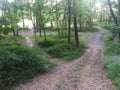 A path divides in the forest.