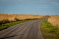 Path through the dunes at the wadden sea Germany Royalty Free Stock Photo