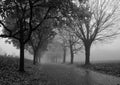 Path through early autumn forest on a foggy, rainy day Royalty Free Stock Photo