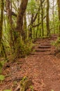 Path in El Cedro, laurel forest in La Gomera. Royalty Free Stock Photo