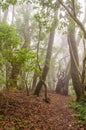 Path in El Cedro, laurel forest in La Gomera. Royalty Free Stock Photo
