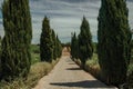 Path encircled by poplars and bushes in a vineyard
