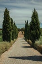 Path encircled by poplars and bushes in a vineyard