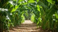 Path entrance leading into green corn maze Royalty Free Stock Photo