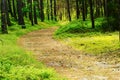 Path through evergreen coniferous forest. Pinewood with scots or scotch pine Pinus sylvestris trees. Royalty Free Stock Photo