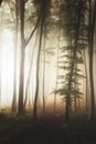 Path in fairy tale landscape inside foggy forest. Silhouette trees in moody woodland Royalty Free Stock Photo