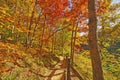 Path Through the fall Forest