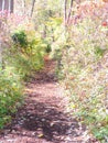 A path in fall nature of a Ojibway Park Royalty Free Stock Photo