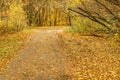 Path With Fallen leaves 