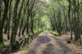 Path with fence in the holm oak woods of Etna Park