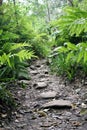 Path into Fern Forest