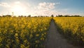 A path in a field of rapeseed on a spring day. Royalty Free Stock Photo