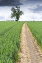 Path through a field of young wheat Royalty Free Stock Photo