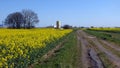 Path through fields of rapeseed in widescreen