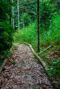 A path filled with fallen bamboo leaves