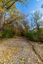 Path filled with golden leaves of the fall - Beautiful fall in Central Canada