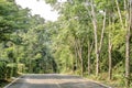 Path filled with rubber forest to reach Klong Chao Waterfall on Koh Kood, Trat Province