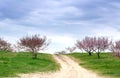 Path through flowering peach orchard
