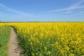 Path through a flowering rapeseed field. Spring landscape Royalty Free Stock Photo