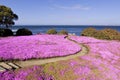 Path through the flowers