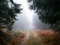 Path into the fog