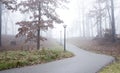 a path in the fog leads into a forest and a cow