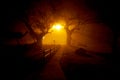 A path in the fog with a silhouette of large trees Royalty Free Stock Photo