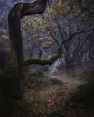 Path in foggy autumn woodland Royalty Free Stock Photo