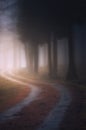 Path in foggy dark forest Royalty Free Stock Photo