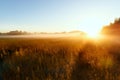 Path in a foggy field with blooming different wildflowers in spring. The sun rising in the fog over the horizon. Royalty Free Stock Photo