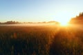 Path in a foggy field with blooming different wildflowers in spring. The sun rising in the fog over the horizon. Royalty Free Stock Photo