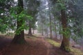 Path in foggy forest Royalty Free Stock Photo