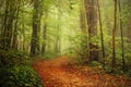 Path in a foggy forest Royalty Free Stock Photo
