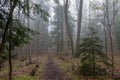 Path through a Foggy Forest in Spring Royalty Free Stock Photo