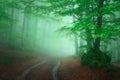 Path in foggy forest at spring Royalty Free Stock Photo