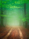 Path in foggy forest at spring Royalty Free Stock Photo