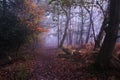 Path through foggy misty Autumn forest Royalty Free Stock Photo