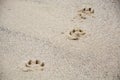 Footprints of dog`s paw in the sand Royalty Free Stock Photo