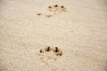Footprints of dog`s paw in the sand Royalty Free Stock Photo