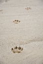 Footprints of dog`s paw in the sand Royalty Free Stock Photo